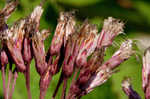 Coastal plain joe pye weed